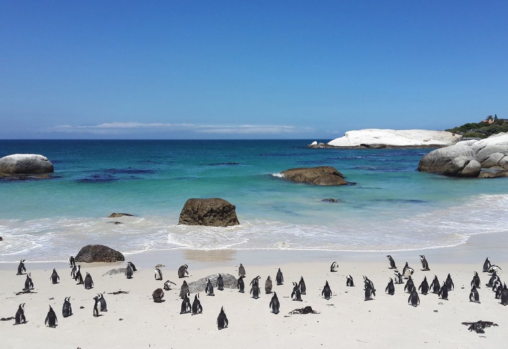 Boulders Beach Penguins