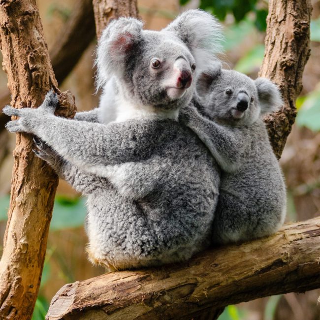 Koalas in Australie