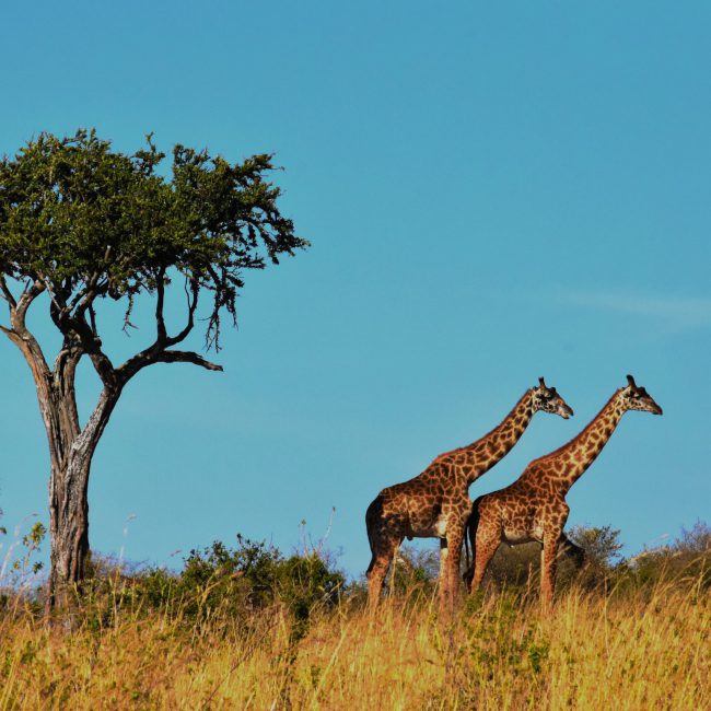 Giraffen in Afrika